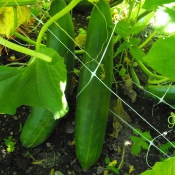 Shintokiwa Cucumber Seeds