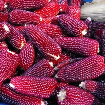 Vermont Red Kernel Corn
