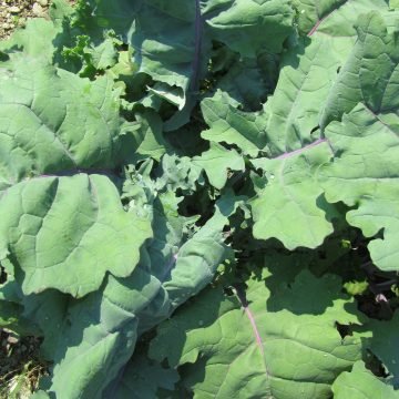 Heirloom Delaway Kale Seeds