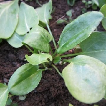 French Sorrel Greens Seeds
