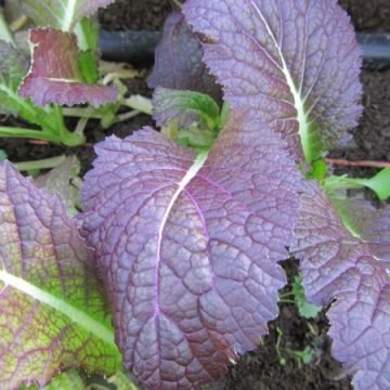 Giant Red Mustard Seeds