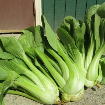 Dwarf Ching Chiang Seeds