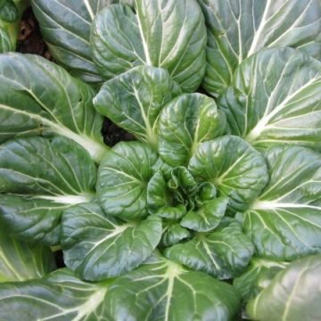 Tatsoi Asian Greens Seeds