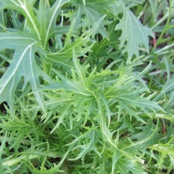 Kyona Mizuna Mustard Greens