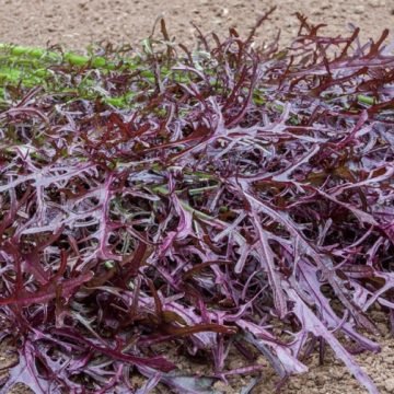 Rouge Metis Mustard Seeds