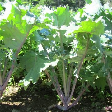 Red Russian Kale Seeds