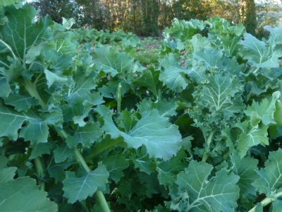 Judys Siberian Kale Seeds
