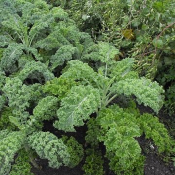 Curly Halbhoher Kale Seeds
