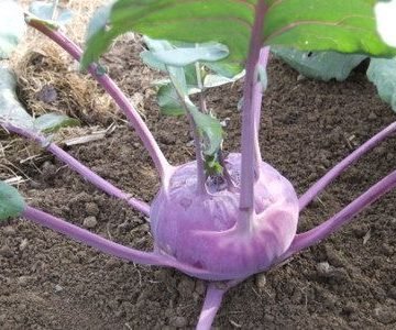 Azure Star Purple Kohlrabi