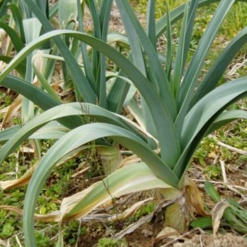 Blau Gruener Leek Seeds