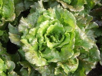 Batavian (French Crisp) Lettuce