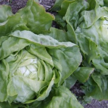 Lettuce