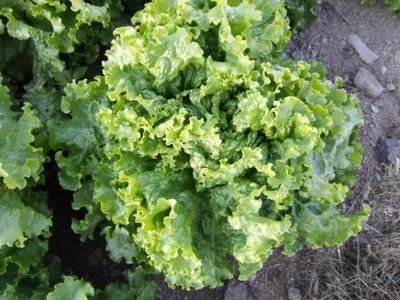 Green Ice Batavian Lettuce