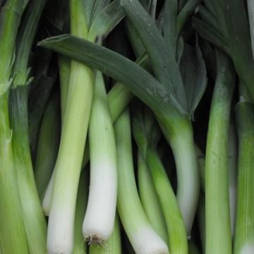 Leeks