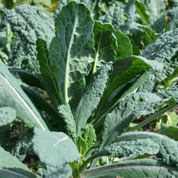 Lacinato Dinosaur Kale Seeds