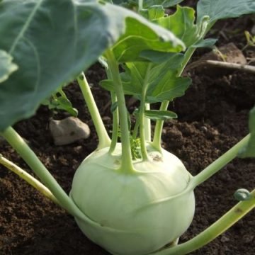 Lanro Kohlrabi Seeds