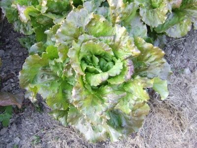 Slogun Batavian Lettuce Seeds