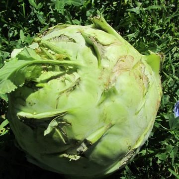 Superschmelz Kohlrabi Cabbage Seeds