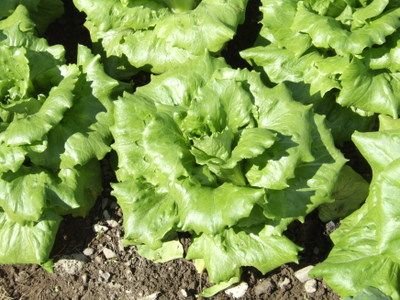 Victoria Batavian Lettuce Seeds