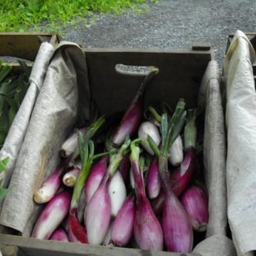 red torpedo onions
