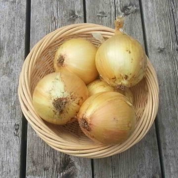 Ailsa Craig Onion Seeds