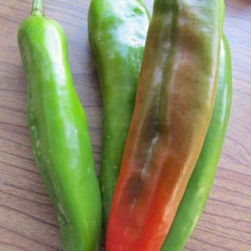 Anaheim Hot Pepper Seeds