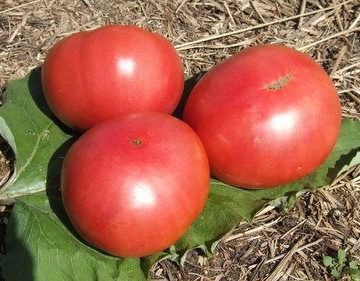 heirloom brandywine tomato seeds