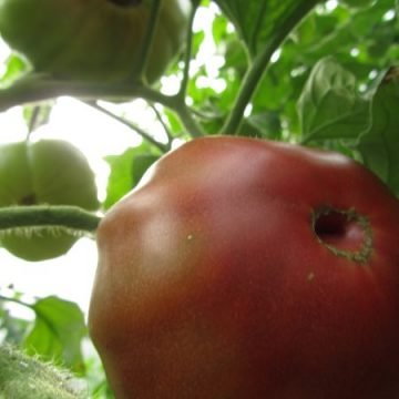 Black Krim Tomato Seeds