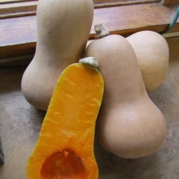 Biodynamic Butternut squash seeds