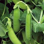 Cascadia Sanp Pea Seeds