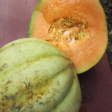 Charantais Cantaloupe Melon Seeds