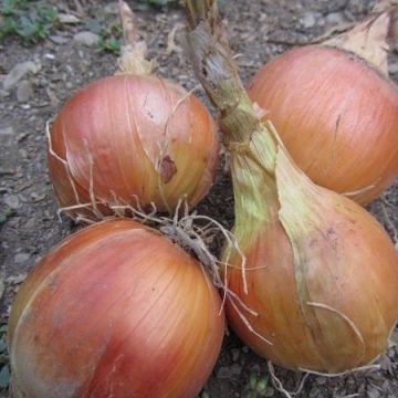 Clear Dawn Onion Seeds