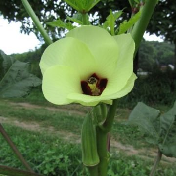 Clemson Spineless Okra Seeds