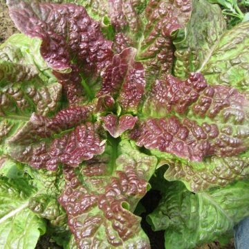 Unique Lettuce