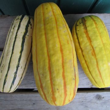 Delicata Squash Seeds