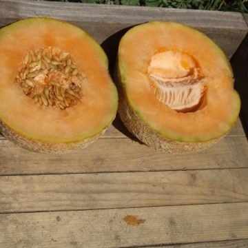 Delicious 51 PMR Seeds