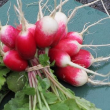 improved french breakfast seeds