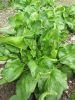 Biodynamic Gamma Spinach Seeds