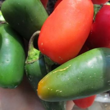 Early Jalapeno Pepper Seeds