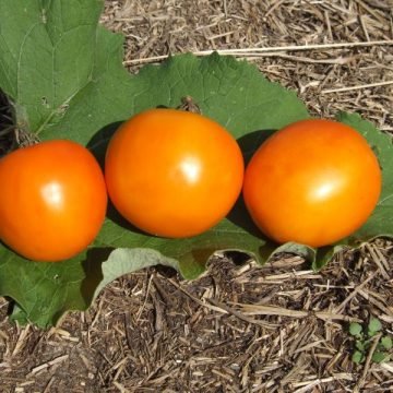 Kimberton Hills Yellow tomato seeds