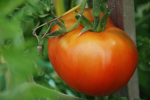 Biodynamic MOSKVICH tomato seeds