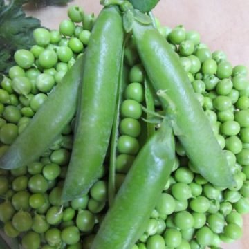 Shelling Peas