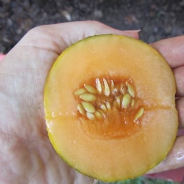 Minnesota Midget Melon Seeds