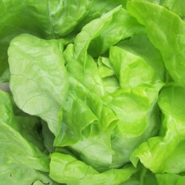 Nancy Butterhead Lettuce Seeds