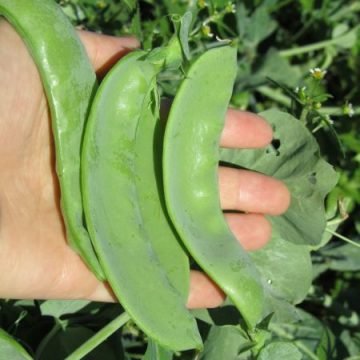 Snow Peas