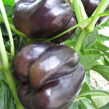 Purple Beauty Pepper Seeds