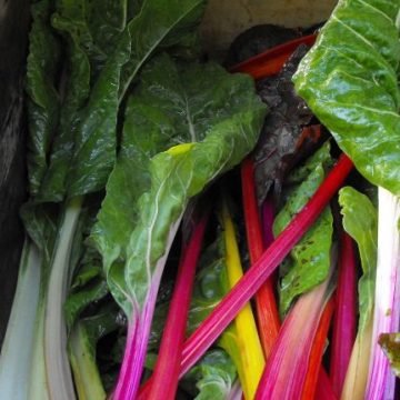 Rainbow Swiss Chard Seeds