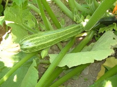 Zucchini Romanesa Costata Seeds
