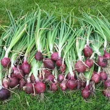 Rossa Di Milano Seeds