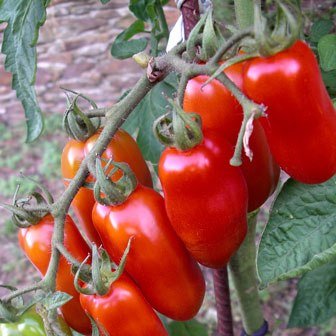 San Marzano Tomato Seeds